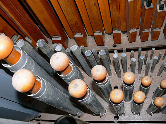 Organ Detail 5